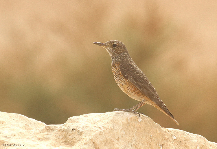 .  Rufous-tailed Rock-Thrush Monticola saxatilis .   Neot Smadar ,Israel .30-04-12  . Lior Kislev